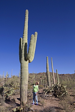 Saguaro Cactus (Camegiea Gigantea), West-Tucson Mountain District, Saguaro National Park, Arizona, United States of America, North America