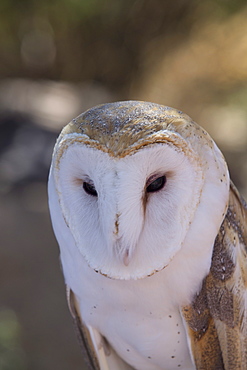 Close up of a common barn owl (Tyto Alba), West-Tucson Mountain District, Saguaro National Park, Arizona, United States of America, North America