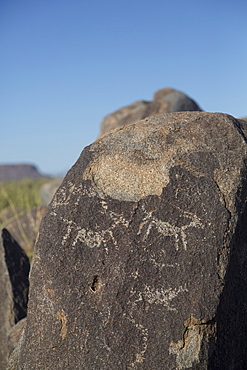 Petroglyphs, created by the prehistoric Hohokam people, about 1000 years ago, West-Tucson Mountain District, Saguaro National Park, Arizona, United States of America, North America