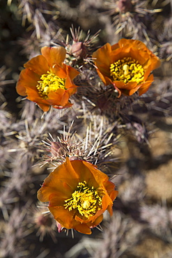 Flowers of the Jumping Cholla cactus (Hanging Chain Cholla) (Cylindropuntia Fulgida), West-Tucson Mountain District, Saguaro National Park, Arizona, United States of America, North America