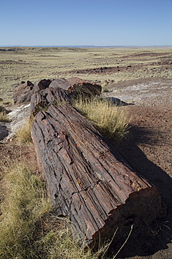 Petrified logs from the late Triassic period, 225 million years ago, Long Logs Trail, Petrified Forest National Park, Arizona, United States of America, North America