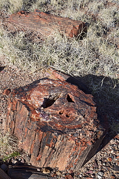 Petrified logs from the late Triassic period, 225 million years ago, Long Logs Trail, Petrified Forest National Park, Arizona, United States of America, North America