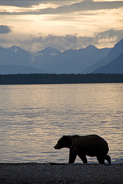 Brown bear strolls the beach on Naknek Lake in the evening, Brooks Camp, Katmai National Park, Alaska, United States of America, North America