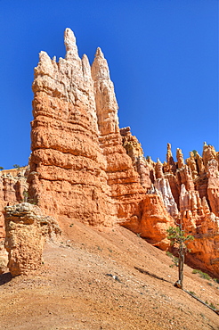 Hoodoos, on the Queens Garden Trail, Bryce Canyon National Park, Utah, United States of America, North America