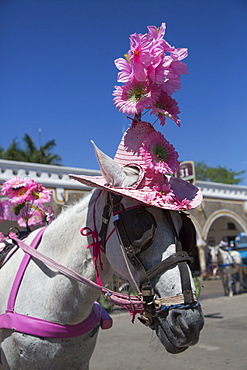 Horse with hat, Izamal, Yucatan, Mexico, North America