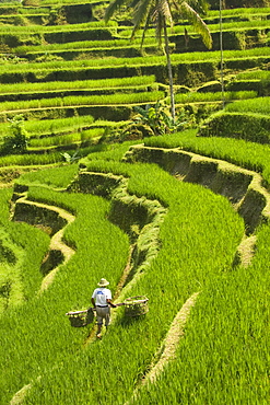 Rice terraces, with Balinese man in foreground working the terraces, near Tegallalang village, Bali, Indonesia, Southeast Asia, Asia