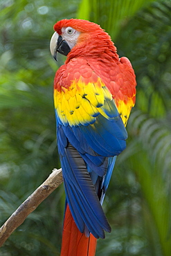 Scarlet Macaw (Ara Macao), Macaw Mountain Bird Park, Copan, Honduras, Central America