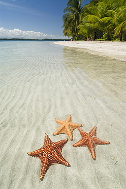 Starfish Beach, Bocas Del Drago, Isla Colon, Bocas Del Toro, Panama, Central America