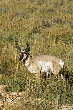 Prong-horned antelope (Antilocapra Americana), Bryce Canyon National Park, Utah, United States of America, North America