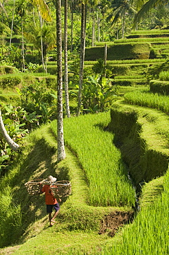 Rice terraces near Tegallalang Village, Bali, Indonesia, Southeast Asia, Asia