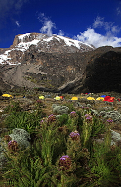 Climbers camping at the Barranco campsite underneath the snowy Uhuru Peak of Mount Kilimanjaro, Tanzania, East Africa, Africa