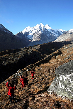 Three Buddhist monks carry firewood high above the mountain village of Khare, Khumbu Region, Nepal, Himalayas, Asia