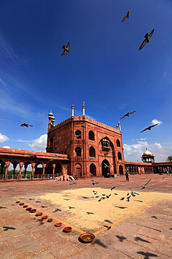 Pigeons feed on grain scattered on the paving stones in the courtyard of Jama Masjid (Friday Mosque), Old Delhi, Delhi, India, Asia