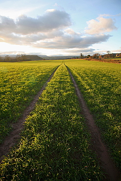 An old lane almost overtaken by grass in a field near Peterchurch, Golden Valey, Herefordshire, England, United Kingdom, Europe