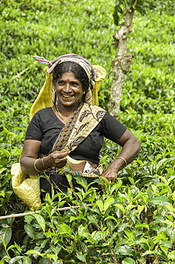 Picking tea the traditional way in the hill plantations around Kandy, Sri Lanka, Asia