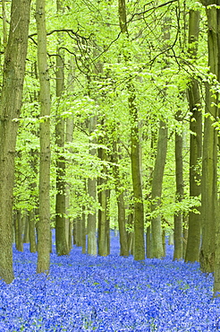 Spring bluebells in beech woodland, Dockey Woods, Buckinghamshire, England, United Kingdom, Europe