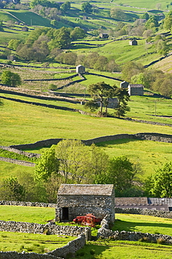 Traditional barns and dry stone walls in Swaledale, Yorkshire Dales National Park, Yorkshire, England, United Kingdom, Europe