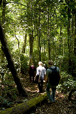 Trekking through the forest, Thekkady, Kerala, India, Asia