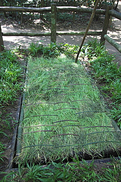 Booby trap, Cu Chi Tunnels, Ho Chi Minh City (Saigon), Vietnam, Indochina, Southeast Asia, Asia