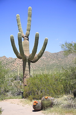 Saguaro cactus, Saguaro National Park, Tuscon Mountain District west unit, Tucson, Arizona, United States of America, North America