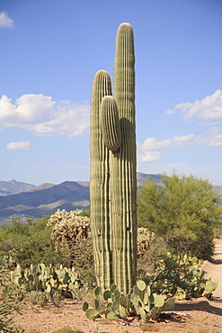 Saguaro cactus, Saguaro National Park, Rincon Mountain District, Tucson, Arizona, United States of America, North America