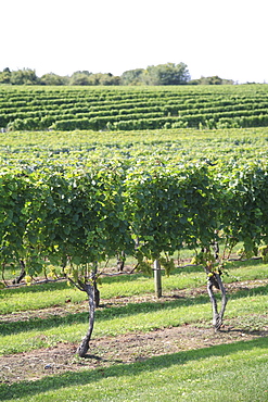 Vineyard of Winery, The Hamptons, Long Island, New York,  United States of America, North America