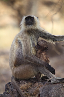 Langur monkey with baby, (Semnopithecus entellus), Ranthambore National Park, Rajasthan, India, Asia