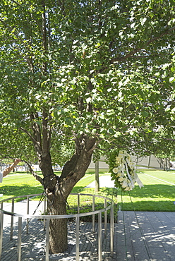 A callery pear tree now known as the Survivor Tree, 9/11 Memorial. World Trade Center, Manhattan, New York City, New York, United States of America, North America