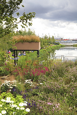 Wild flowers in the Olympic Park, Stratford City, London, England, United Kingdom, Europe