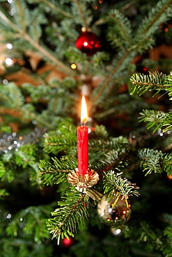 Christmas tree, Haute Savoie, France, Europe