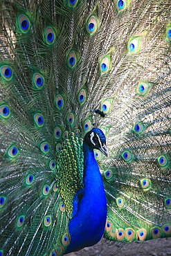 Peacock, Thessalonica, Macedonia, Greece, Europe