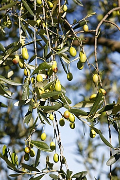 Olives, San Gimignano, Tuscany, Italy, Europe