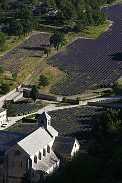 Notre-Dame de Senanque Abbey, Gordes, Vaucluse, France, Europe