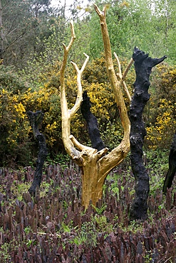 At the heart of the Vale of No Return there is the golden tree, Broceliande Forest, Threhorenteuc, Morbihan, Brittany, France, Europe