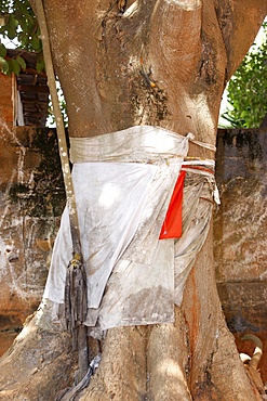 Voodoo sacred tree in Togoville, Togo, West Africa, Africa