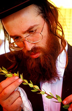 Succot holiday, inspecting the Hadas at the Four Species Market in Jerusalem, Israel, Middle East