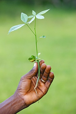 Sapling, Danyi Dzogbega, Togo, West Africa, Africa