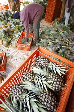 Pineapple production, Togo, West Africa, Africa