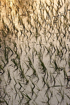 Rice growing in paddies, Siem Reap, Cambodia, Indochina, Southeast Asia, Asia