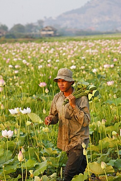 Lotus farmer, Siem Reap, Cambodia, Indochina, Southeast Asia, Asia