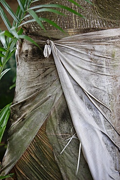 Voodoo sacred tree in Togoville, Togo, West Africa, Africa