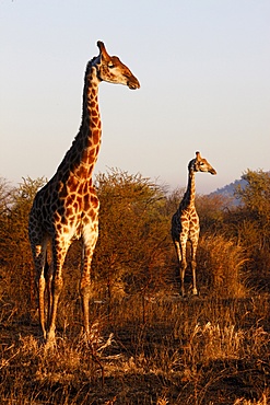 Giraffes, Madikwe game reserve, Madikwe, South Africa, Africa