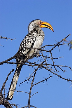 Southern yellow hornbill (Tockus leucomelas), Madikwe Game Reserve, Madikwe, South Africa, Africa