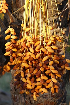 Date palm, Douz, Kebili, Tunisia, North Africa, Africa