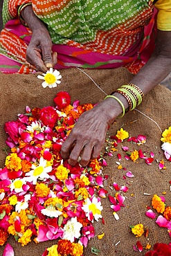 Woman making and selling garlands outside a Hindu temple, Goverdan, Uttar Pradesh, India, Asia