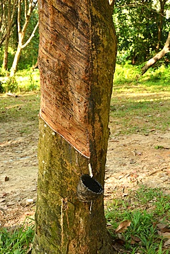 Rubber tapping on Koh Mook, Thailand, Southeast Asia, Asia