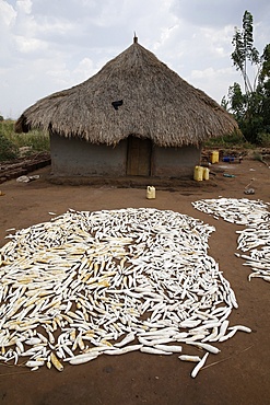 House and cassava, Masindi, Uganda, Africa