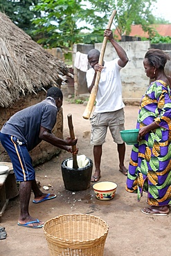 Men pounding cassava in a wooden pot with a stick to make flour, Datcha, Togo, West Africa, Africa