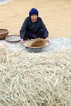 Woman winnowing rice, Lang Son, Vietnam, Indochina, Southeast Asia, Asia