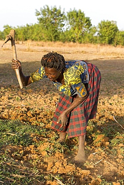 Women's cooperative member digging a field in Karsome, Togo, West Africa, Africa